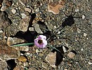 2019-04-10 :3: Seventy-five Mile Canyon :: azbackpackr