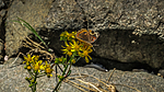 photo thumbnail #3