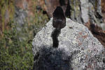 photo thumbnail #12
