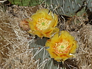 photo thumbnail #10