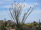photo thumbnail #8
