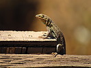 photo thumbnail #7
