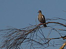 2019-05-25 :2: Apache Wash Loop - Sonoran Preserve North :: rrshort