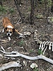 photo thumbnail #6