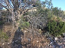 recent photo