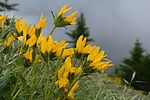 photo thumbnail #15