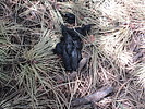 photo thumbnail #4