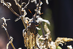 photo thumbnail #13