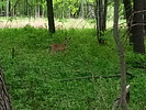 photo thumbnail #10
