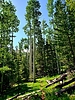 photo thumbnail #12