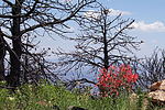 photo thumbnail #5
