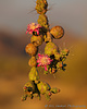 2019-06-24 :: Desert Stuff IV :: ssk44