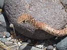 photo thumbnail #15