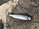 photo thumbnail #8