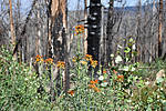 photo thumbnail #15