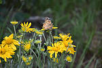 photo thumbnail #15
