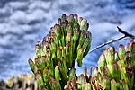 photo thumbnail #5