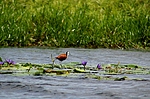 photo thumbnail #6