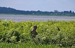 photo thumbnail #9