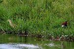 photo thumbnail #12