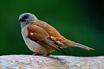 photo thumbnail #12