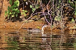 photo thumbnail #15