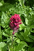 photo thumbnail #5