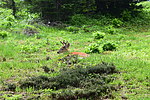 photo thumbnail #13