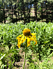 photo thumbnail #7