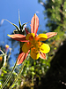 photo thumbnail #15