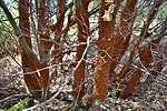 photo thumbnail #7