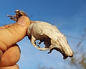 photo thumbnail #1