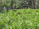 2019-07-19 :1: Camp Grasshopper - Sierra Ancha - FR487 :: Oregon_Hiker