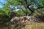 photo thumbnail #13