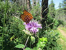 photo thumbnail #7