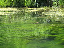 2019-07-23 :3: Spearfish Canyon :: trekkin_gecko