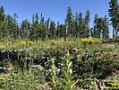 photo thumbnail #3