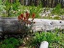 photo thumbnail #3