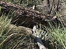 photo thumbnail #7