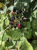 photo thumbnail #15