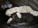 photo thumbnail #9