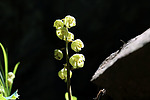 photo thumbnail #15