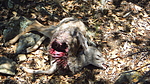 photo thumbnail #10