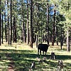 photo thumbnail #7