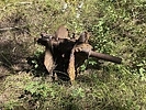 photo thumbnail #15