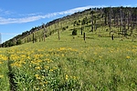 photo thumbnail #3
