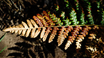 photo thumbnail #13