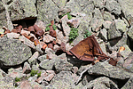 photo thumbnail #14