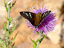 photo thumbnail #11