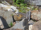 photo thumbnail #12
